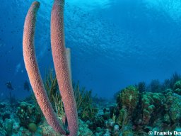 Bonaire