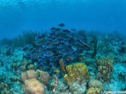 Bonaire