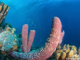 Bonaire