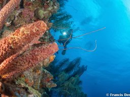 Bonaire