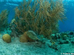 Bonaire