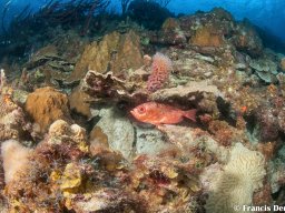 Bonaire