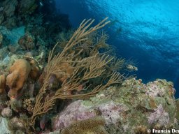 Bonaire