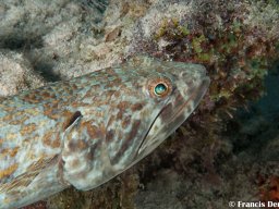 Bonaire