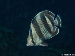 Bonaire