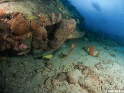 Bonaire